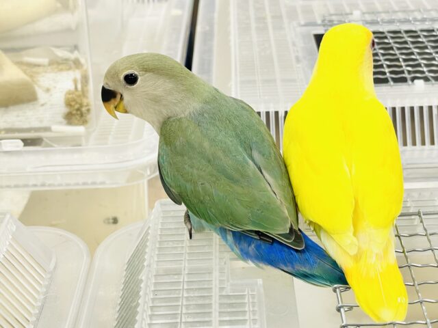 コザクラインコ（小桜インコ）