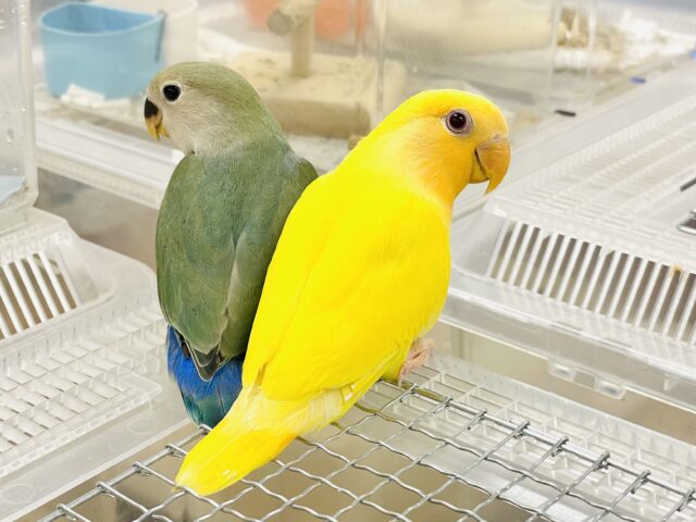 コザクラインコ（小桜インコ）