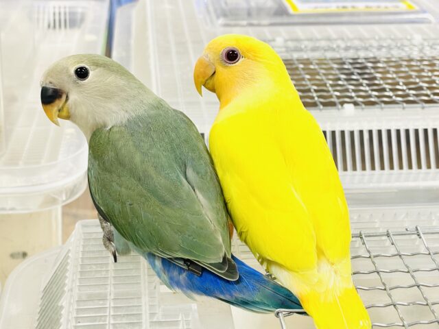 コザクラインコ（小桜インコ）