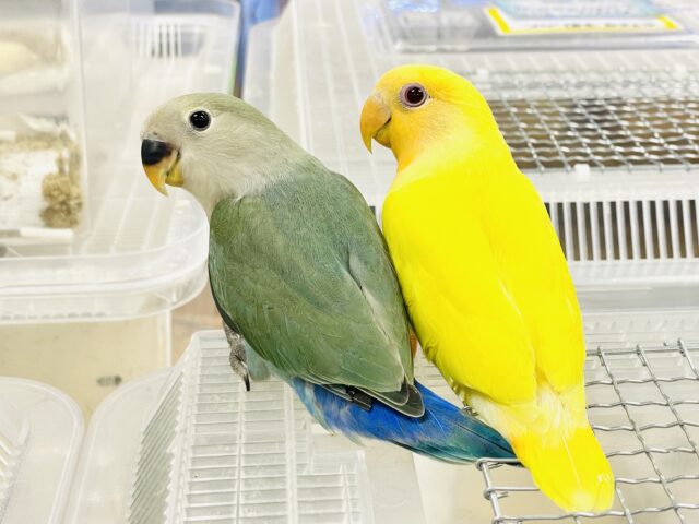 コザクラインコ（小桜インコ）