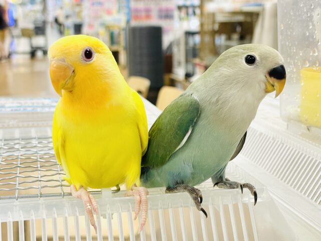 コザクラインコ（小桜インコ）