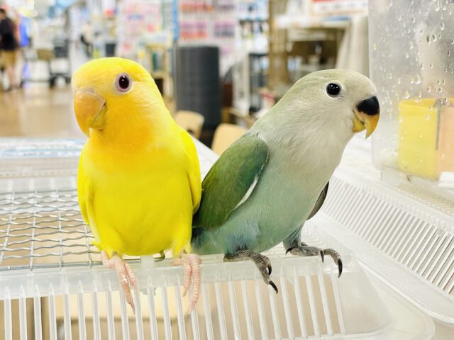 コザクラインコ（小桜インコ）