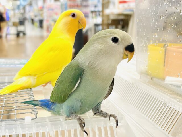 コザクラインコ（小桜インコ）