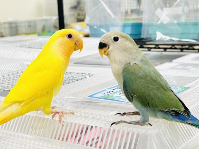 コザクラインコ（小桜インコ）