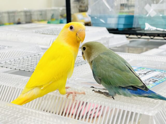 コザクラインコ（小桜インコ）