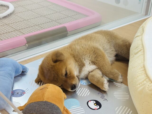 可愛すぎる耳垂れ!?柴犬くん! 柴犬