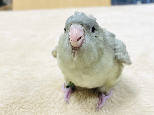 サザナミインコ