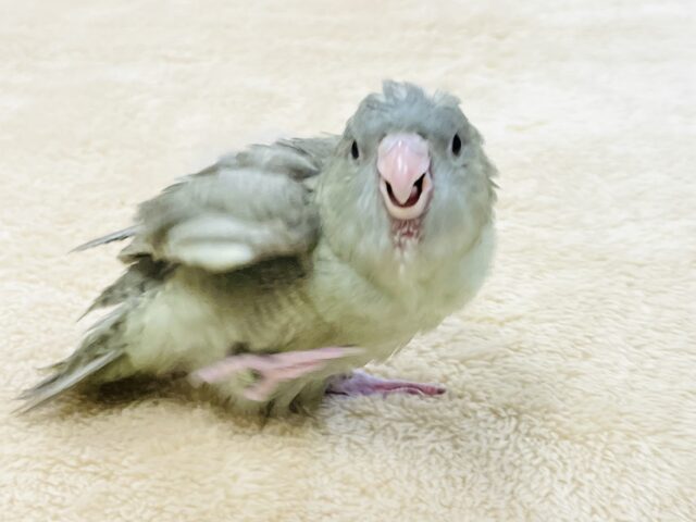 サザナミインコ