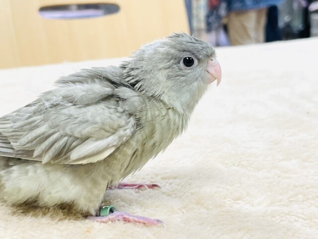 サザナミインコ