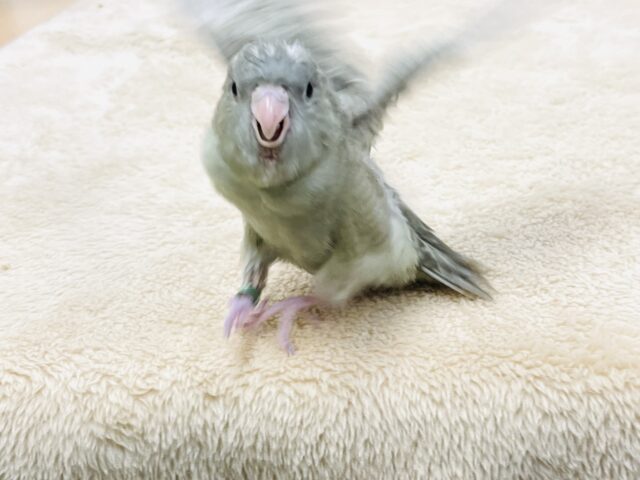 サザナミインコ