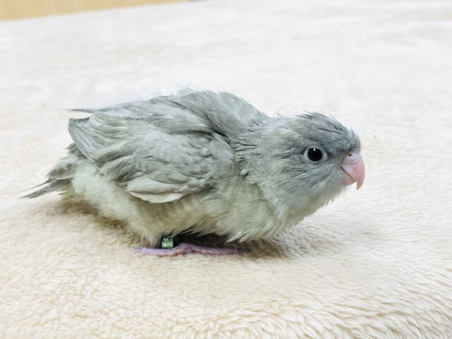 サザナミインコ