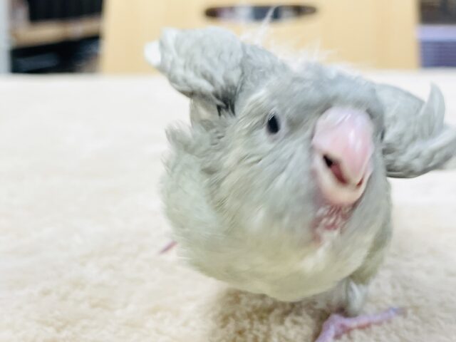 サザナミインコ
