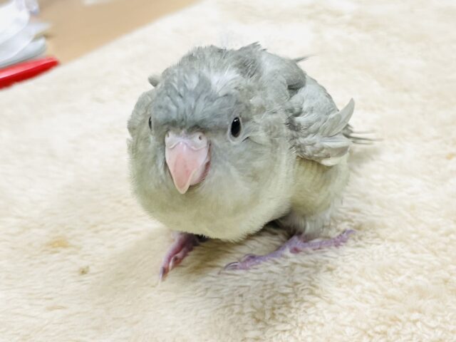 サザナミインコ