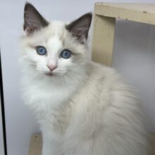 イケメン♡ラグドールくん　2025年2月15日生まれ　男の子