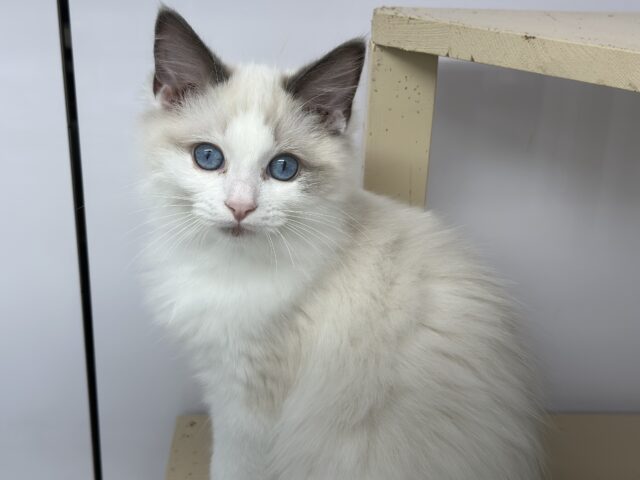 イケメン♡ラグドールくん　2025年2月15日生まれ　男の子