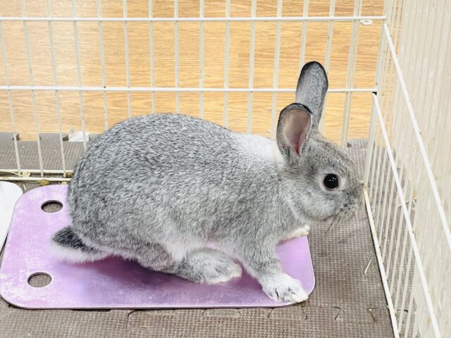 ミニウサギ