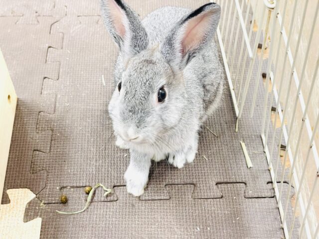 ミニウサギ
