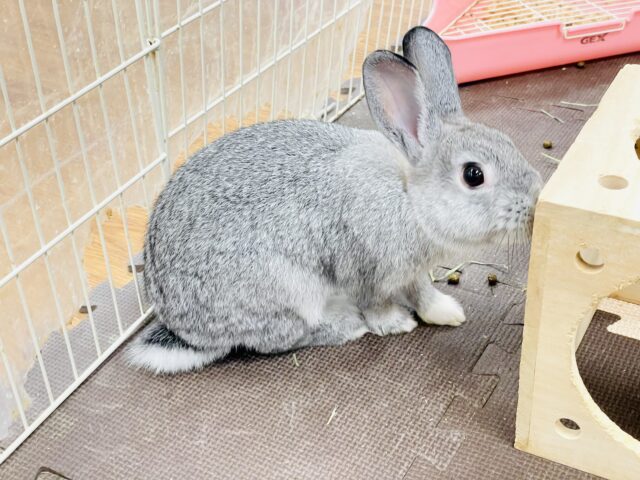 ミニウサギ