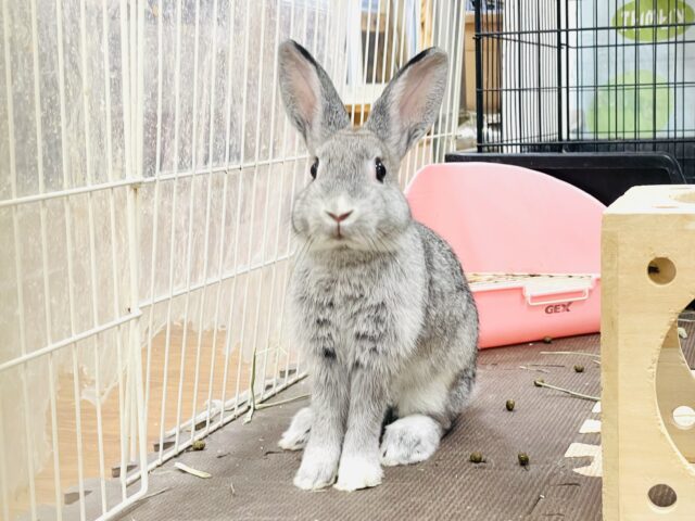 ミニウサギ