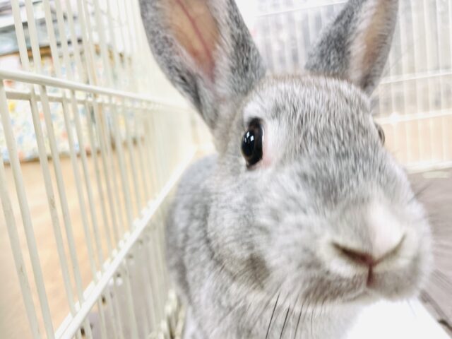 ミニウサギ