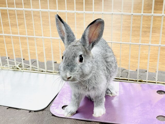 ミニウサギ