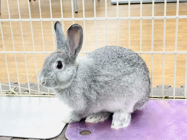 ミニウサギ