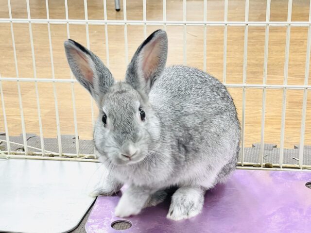 ミニウサギ
