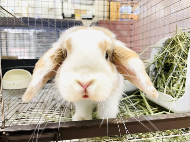 ホーランドロップ