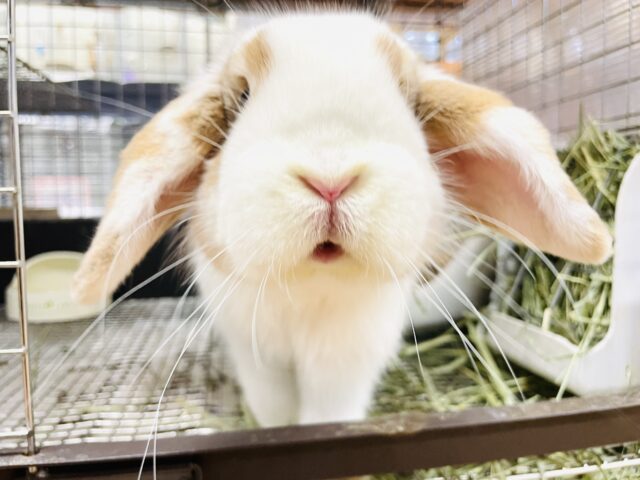 ホーランドロップ