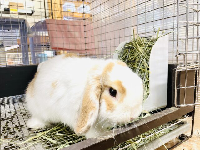 ホーランドロップ