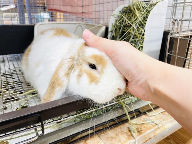 ホーランドロップ