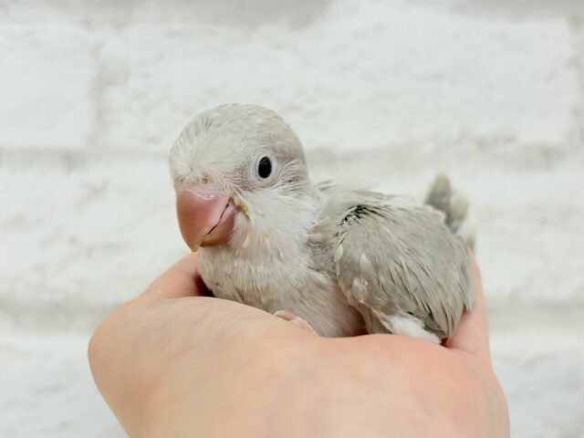 オキナインコ