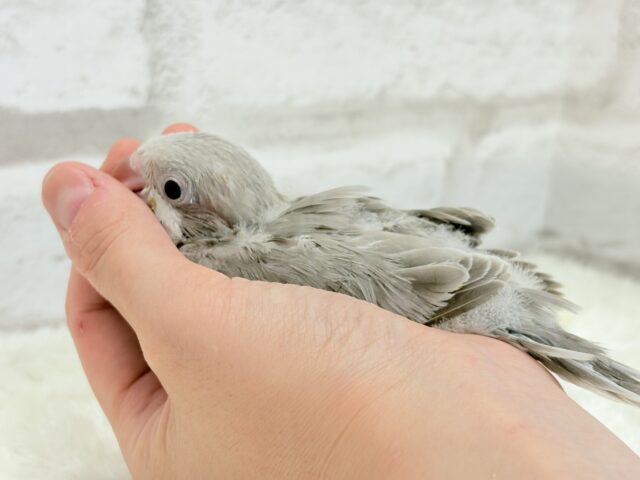 オキナインコ