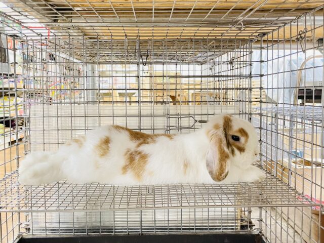 ホーランドロップ