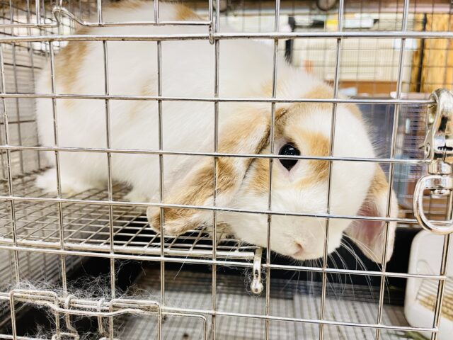 ホーランドロップ