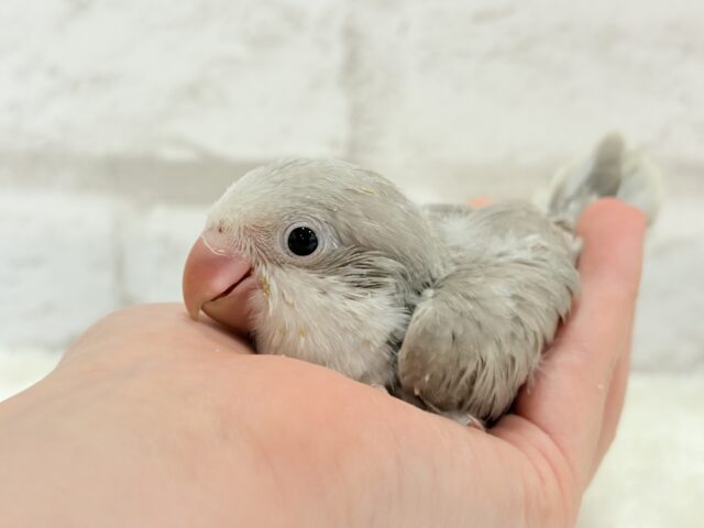 オキナインコ