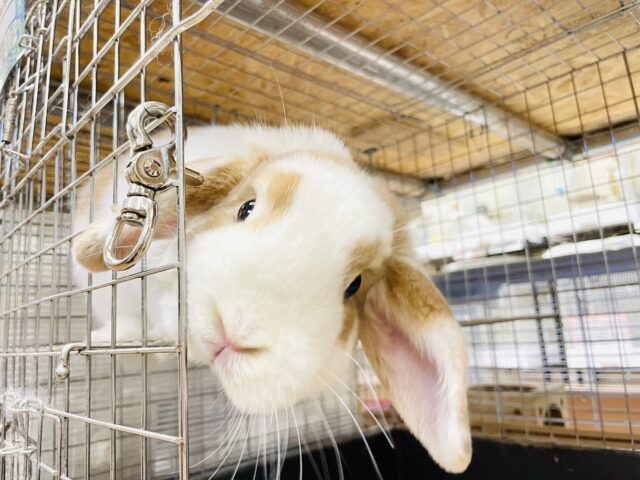 ホーランドロップ