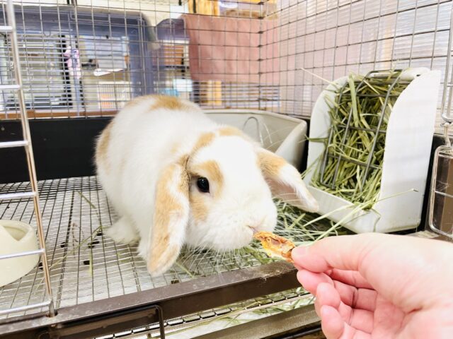 ホーランドロップ