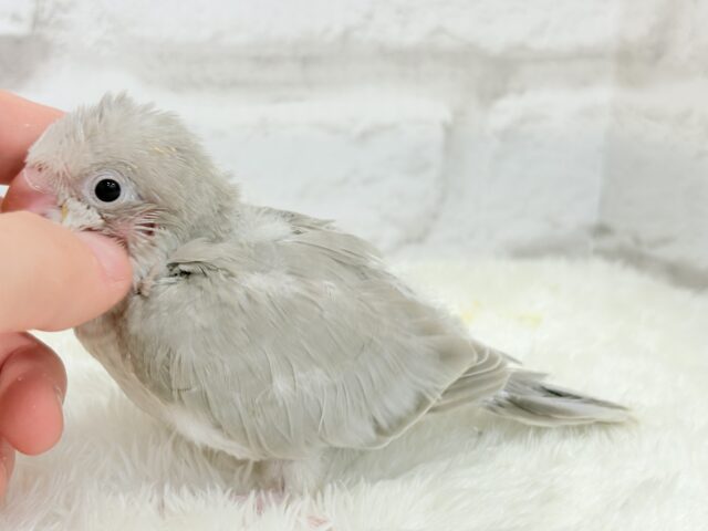 オキナインコ
