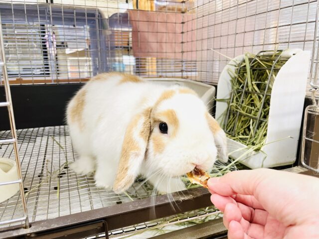 ホーランドロップ