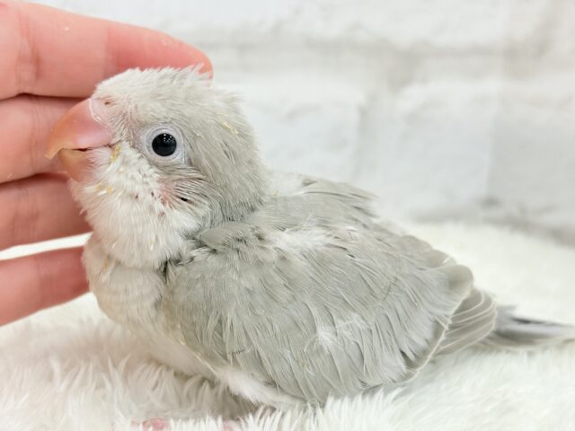 オキナインコ