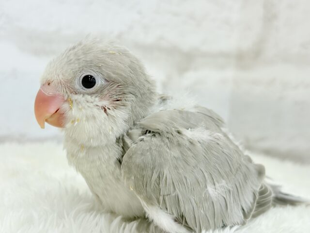 オキナインコ