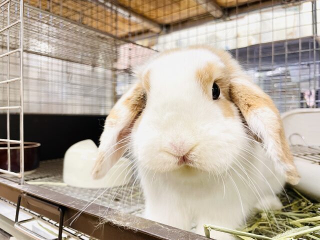 ホーランドロップ