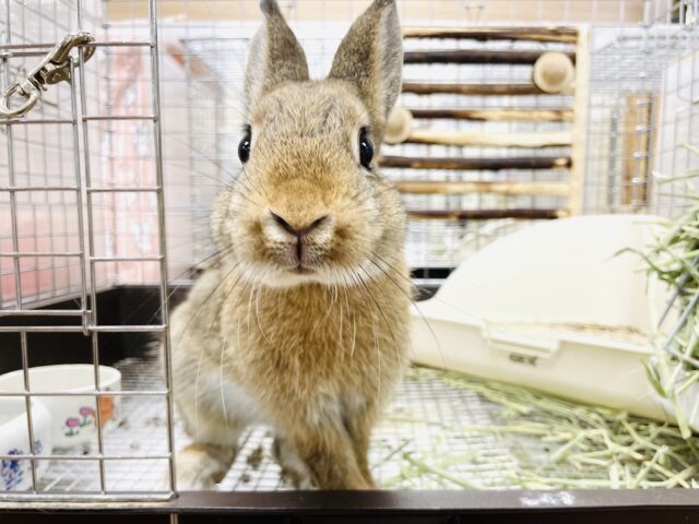 ネザーランドドワーフ