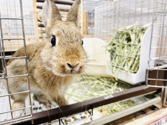 ネザーランドドワーフ