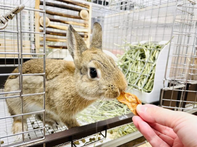 ネザーランドドワーフ