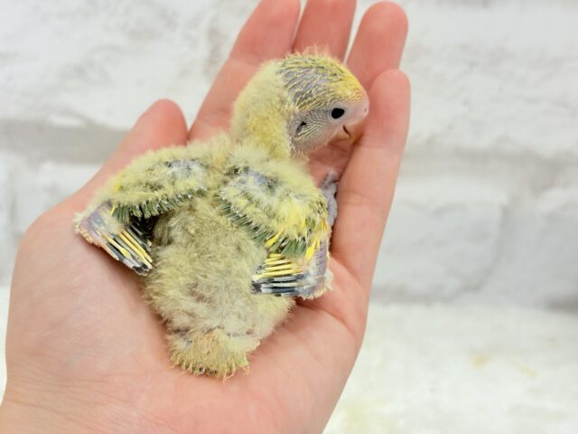 コザクラインコ（小桜インコ）