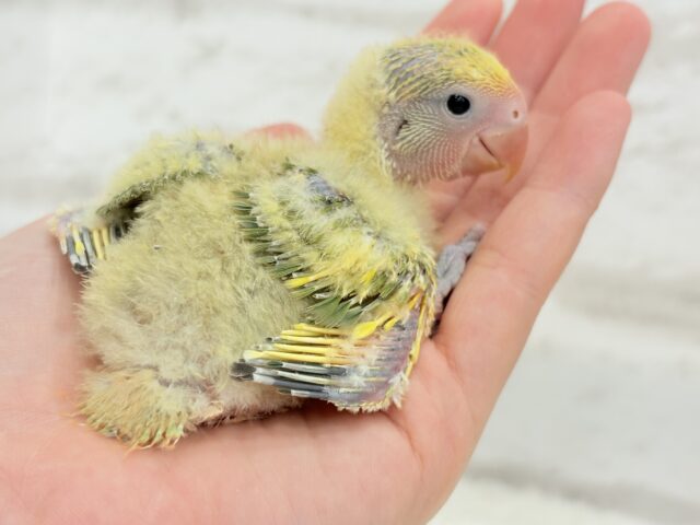 食べて、寝て、、起きたらまた食べる🌾コザクラインコ(タイガーチェリー) ヒナ コザクラインコ(小桜インコ)