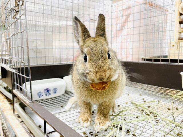 ネザーランドドワーフ