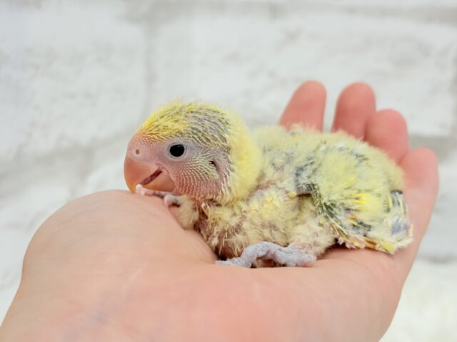コザクラインコ（小桜インコ）